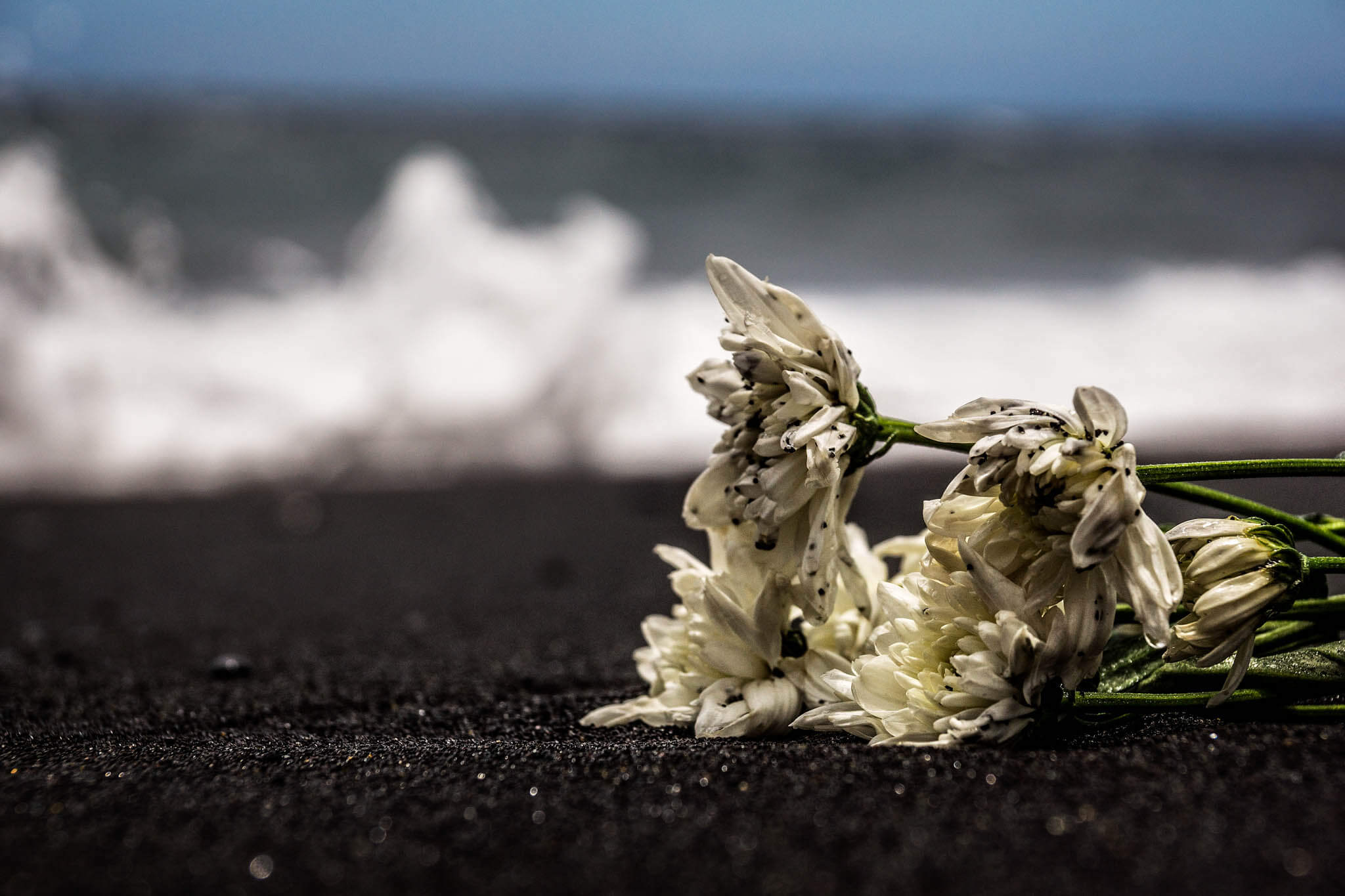 Teneriffa: Blumen am Strand von Candelaria