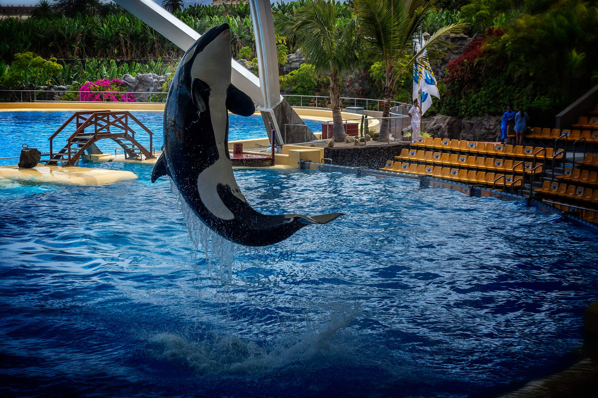 Teneriffa: Orca Show im Loro Parque
