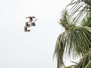Vögel und Plame