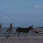 Esel am Strand von Ilha do Guajiru