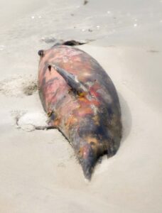 Toter Delfin