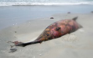 Toter Delfin