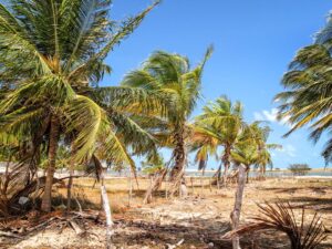 Palmen bei Ilha do Guajiru