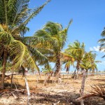 Palmen bei Ilha do Guajiru