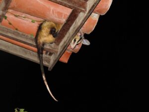 Ein Opossum, oder?