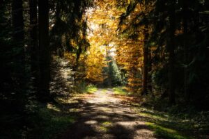 Spaziergang im Herbst zum Aussichtsturm