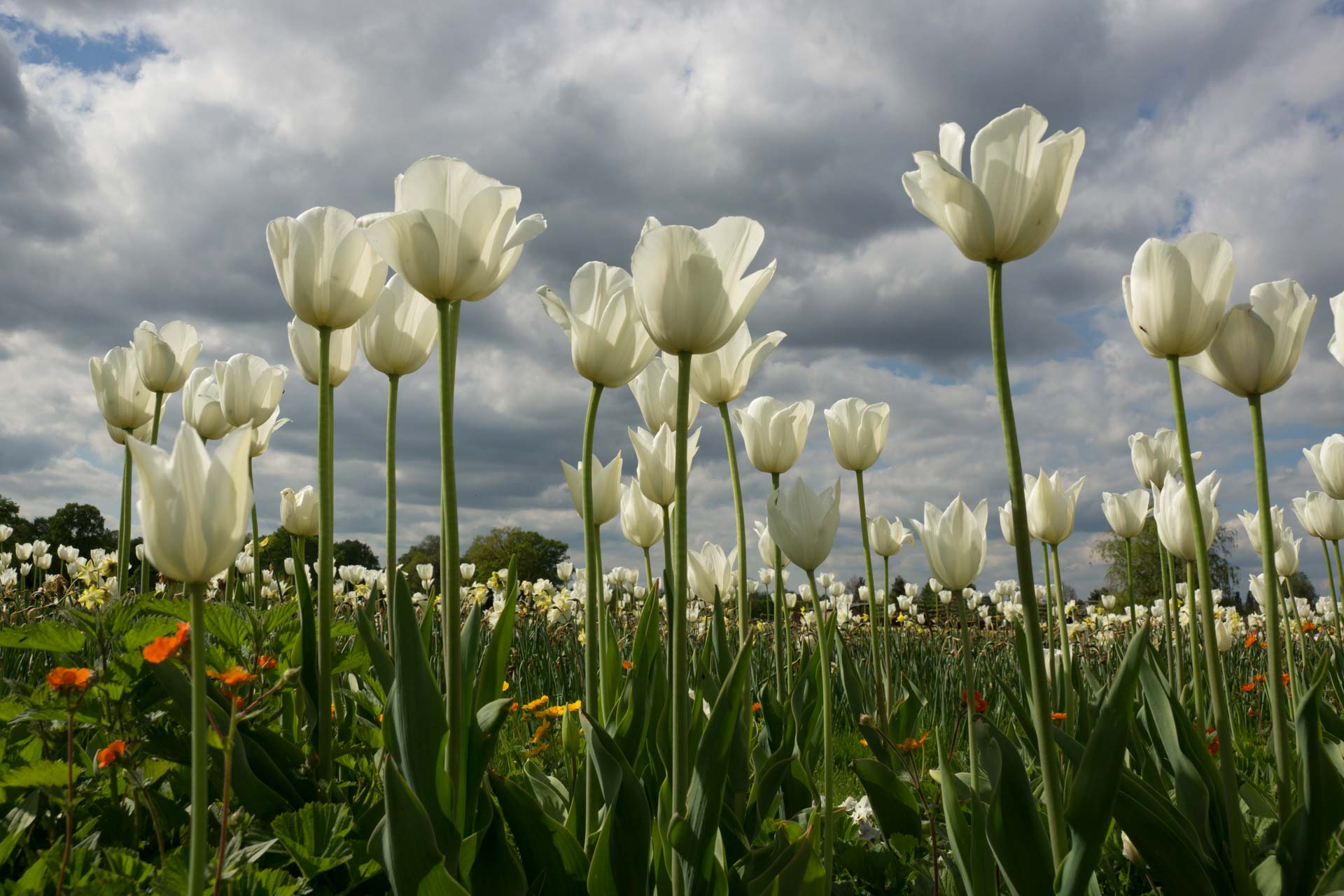 Tulpen in Oranienburg