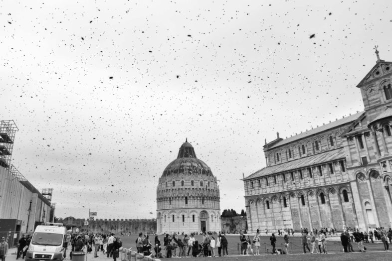 Bienen am Schiefen Turm von Pisa