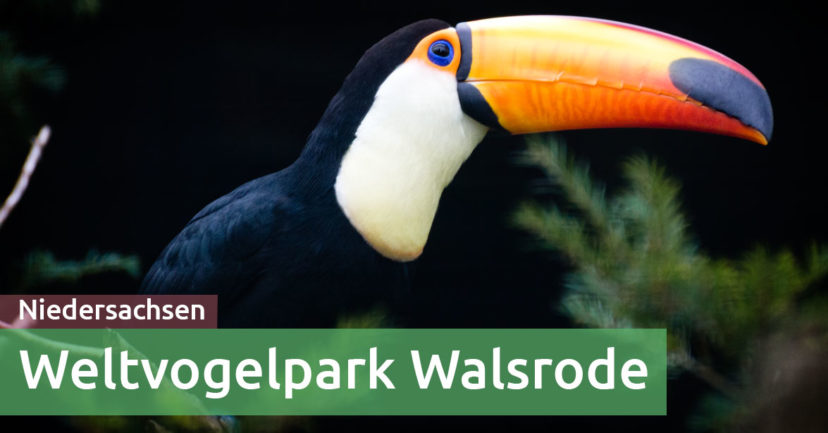 Ein Besuch im Weltvogelpark Walsrode – mit Kind und Kamera Ein Besuch im Weltvogelpark Walsrode – mit Kind und Kamera