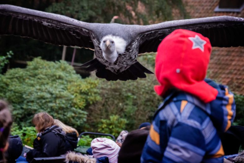 weltvogelpark-walsrode-flugshow-achtung-condor
