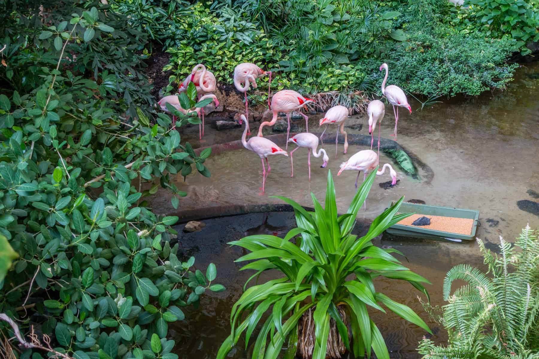 Flamingos Trpoical Island