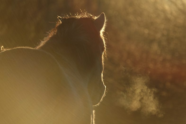 Pferd fotografiert mit der Sony RX10M3