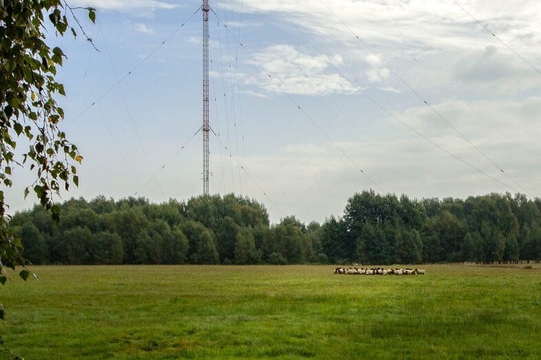 Schafe Sendemast Zehlendorf