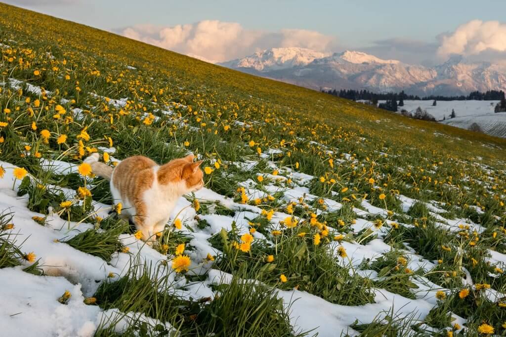 Katze im Schnee