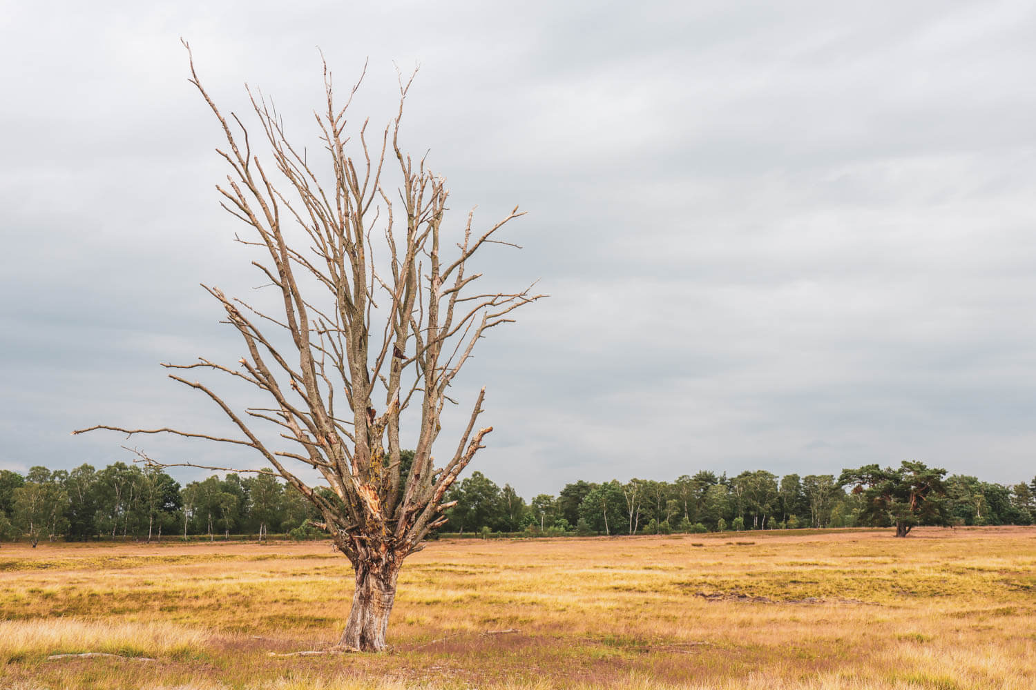Alter Baum