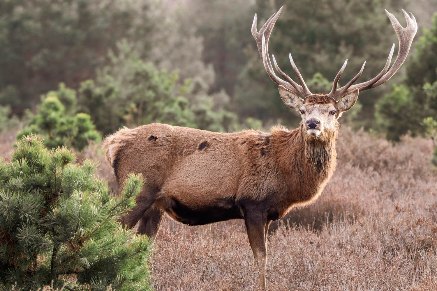 Hirsch mit Geweih