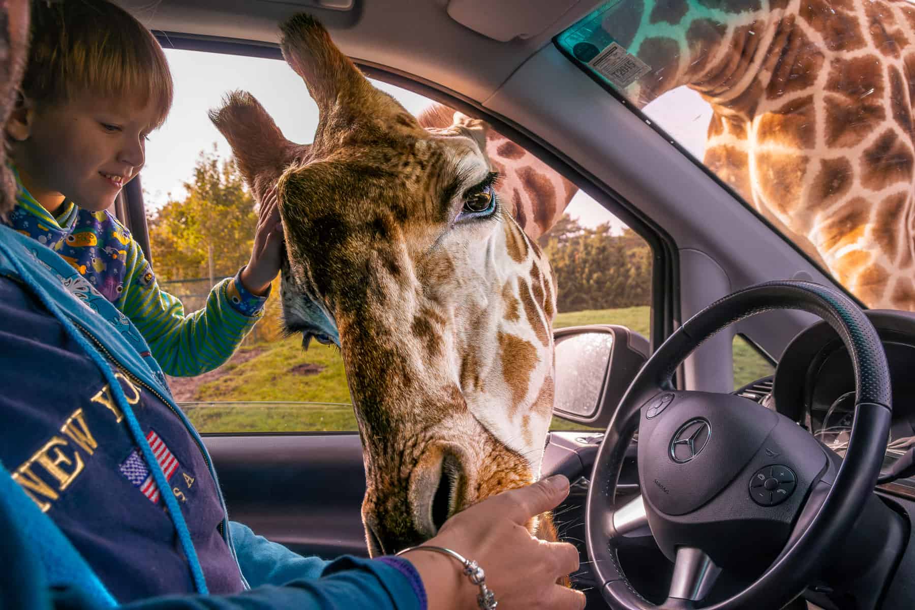 Giraffe steckt Kopf ins Auto