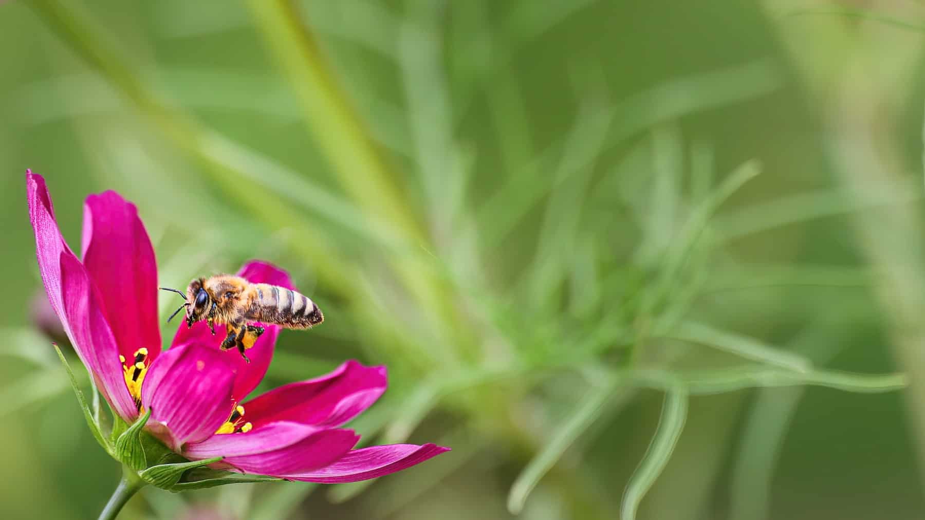 Biene im Flug mit Blüter