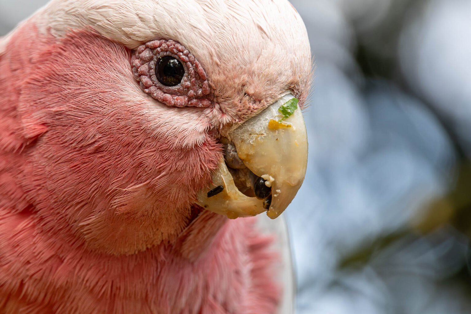 Canon EOS R8 Mein ausführlicher Test + Tipps aus der Praxis