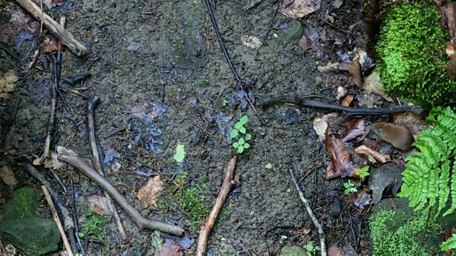 Suchbild aus dem Luna-Ultra-Video: Waldboden mit Moos und Farn, irgendwo versteckt sich eine Maus oder Ratte