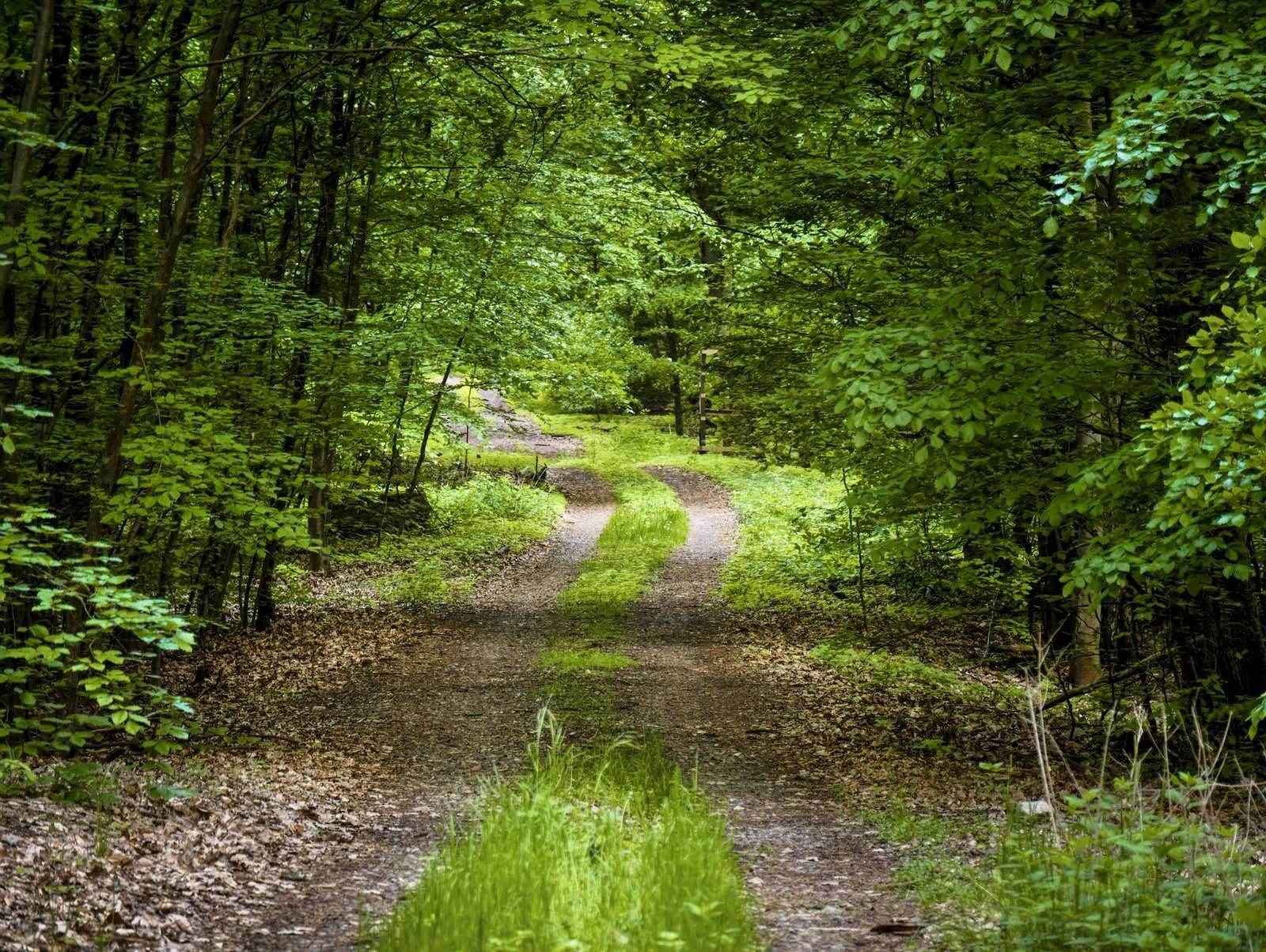 Grüner, geschwungener Waldpfad auf dem Oderlandweg