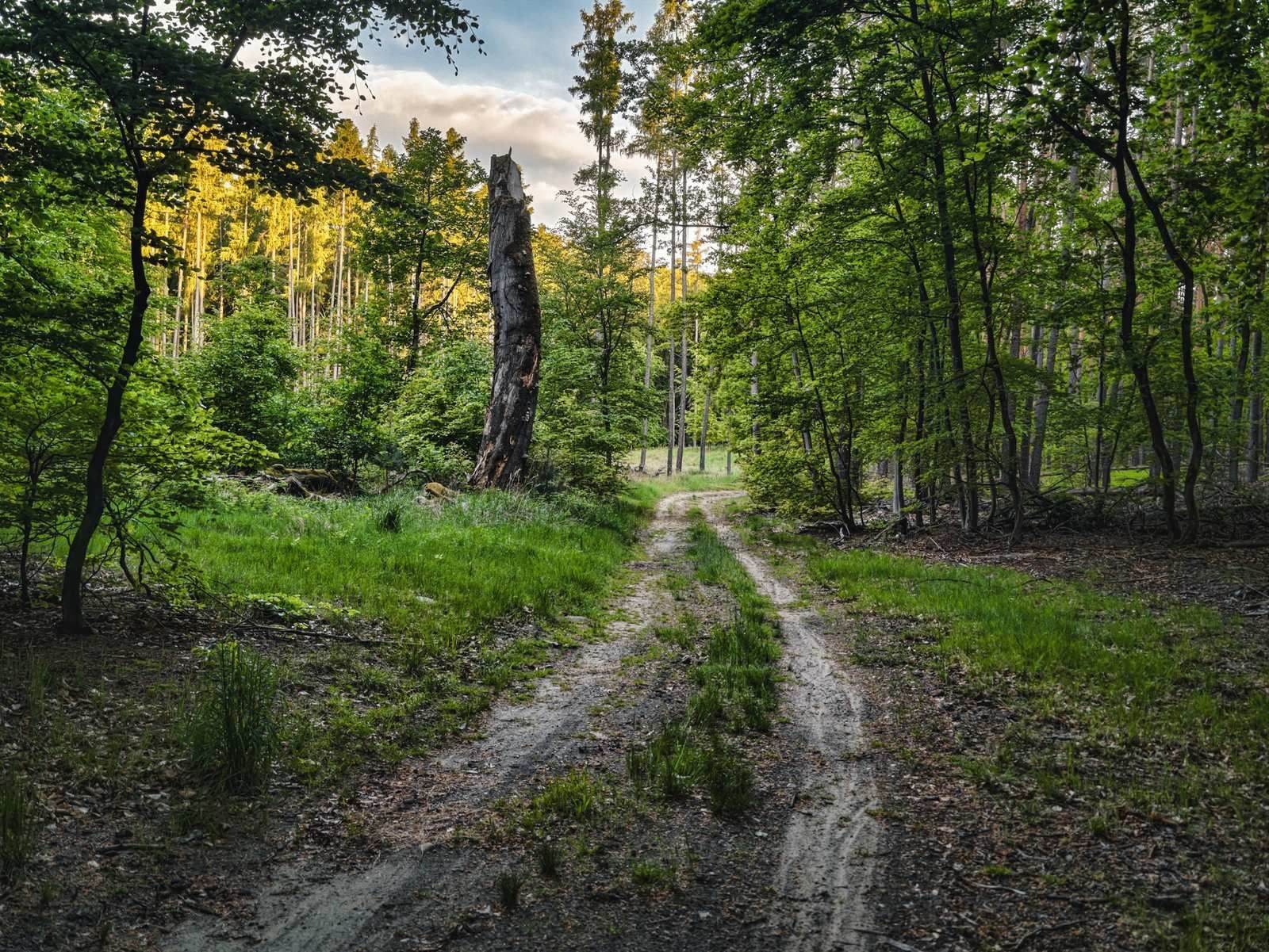Sonnendurchfluteter Waldweg auf dem Oderlandweg mit markantem toten Baumstumpf