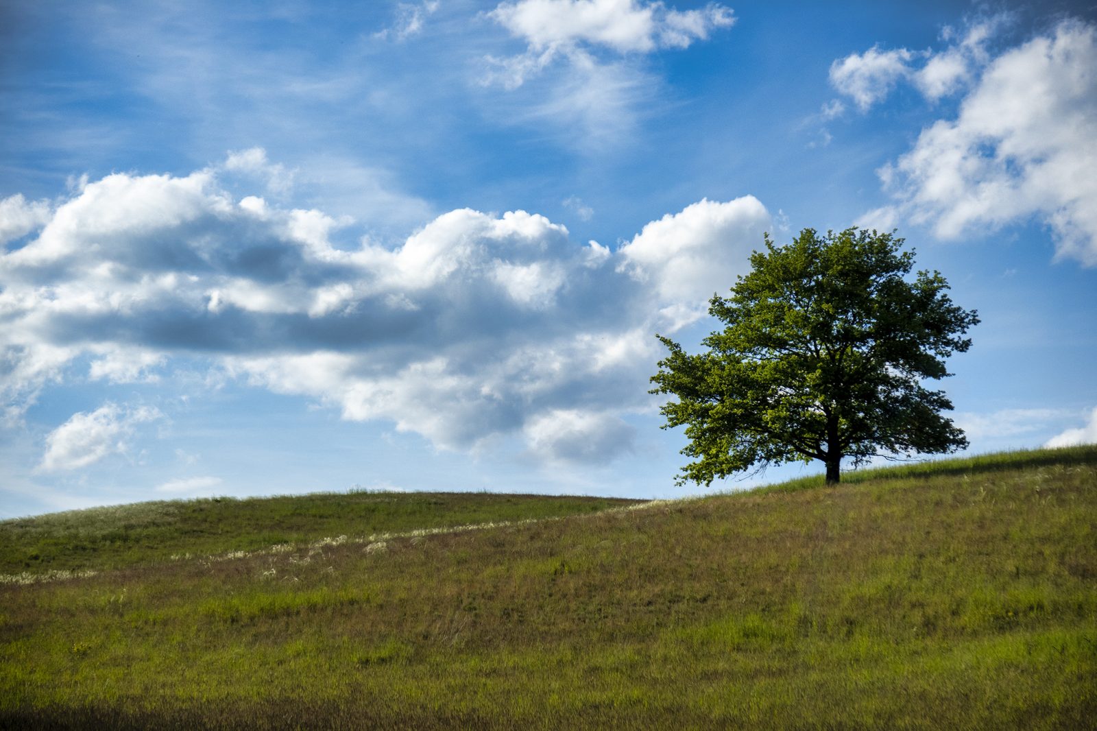 Einzelner Laubbaum auf einer Hügelkuppe unter blauem Himmel mit Quellwolken