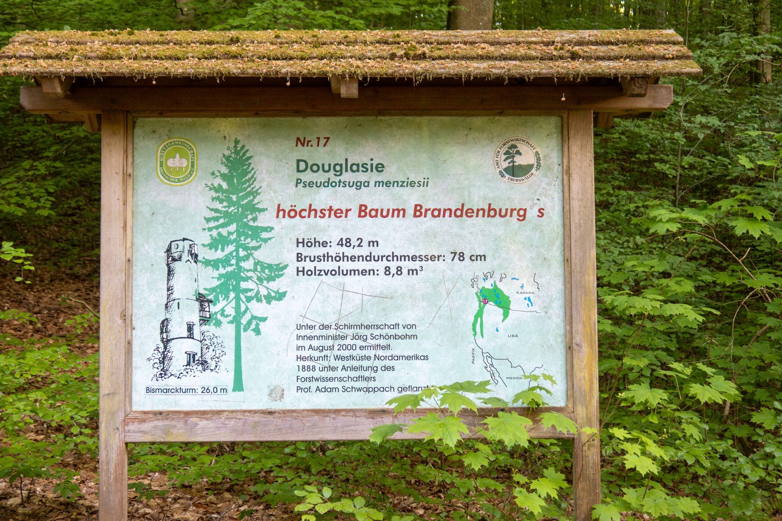 Hinweisschild am Baasee zur Douglasie: höchster Baum Brandenburgs, 48,2 Meter hoch, 1888 gepflanzt