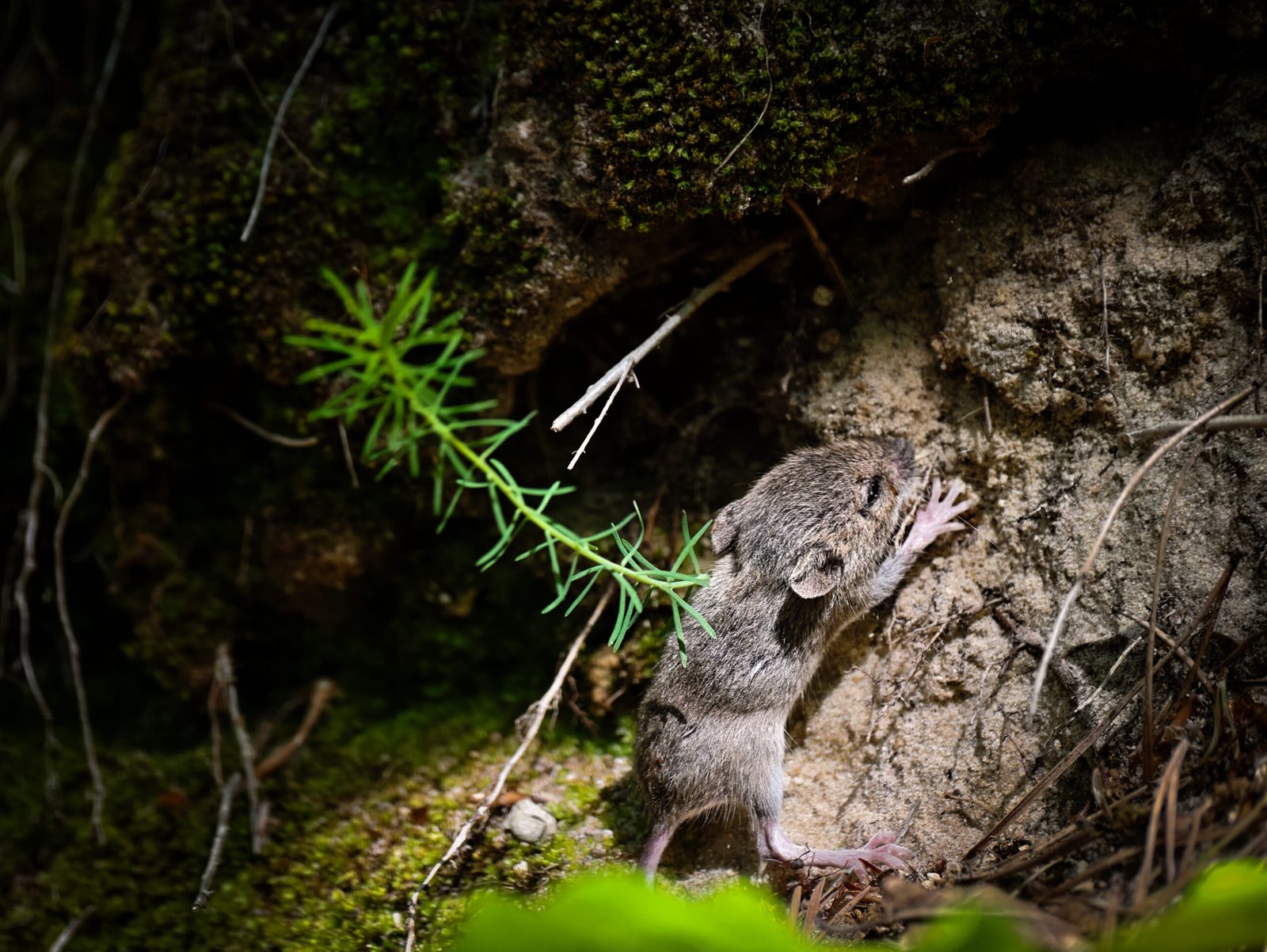 Zwei winzige Wühlmäuse klettern an einer moosigen Steinböschung im Wald empor