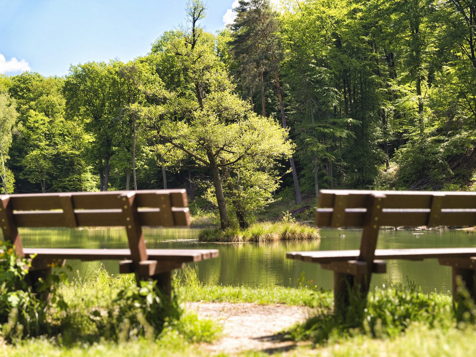 Zwei Holzbänke stehen am Ufer des Teufelssees bei Bad Freienwalde mit seiner kleinen grünen Insel