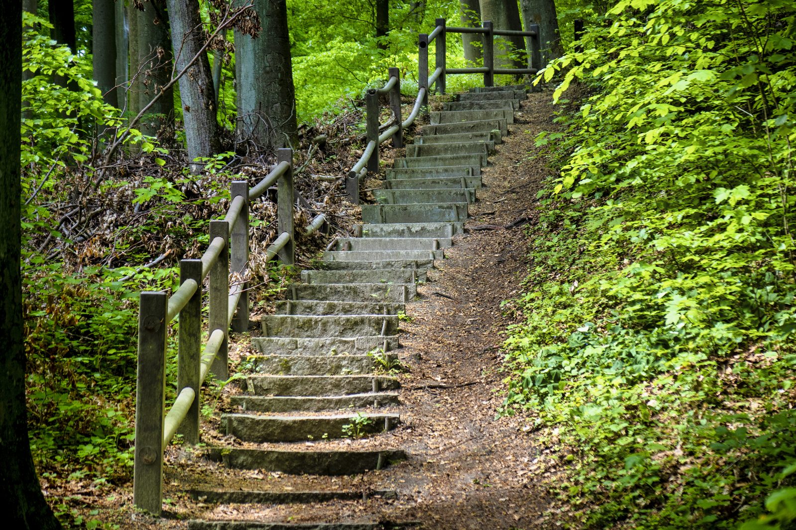 Steile Natursteintreppe mit Holzgeländer führt durch frischgrünen Buchenwald bergauf