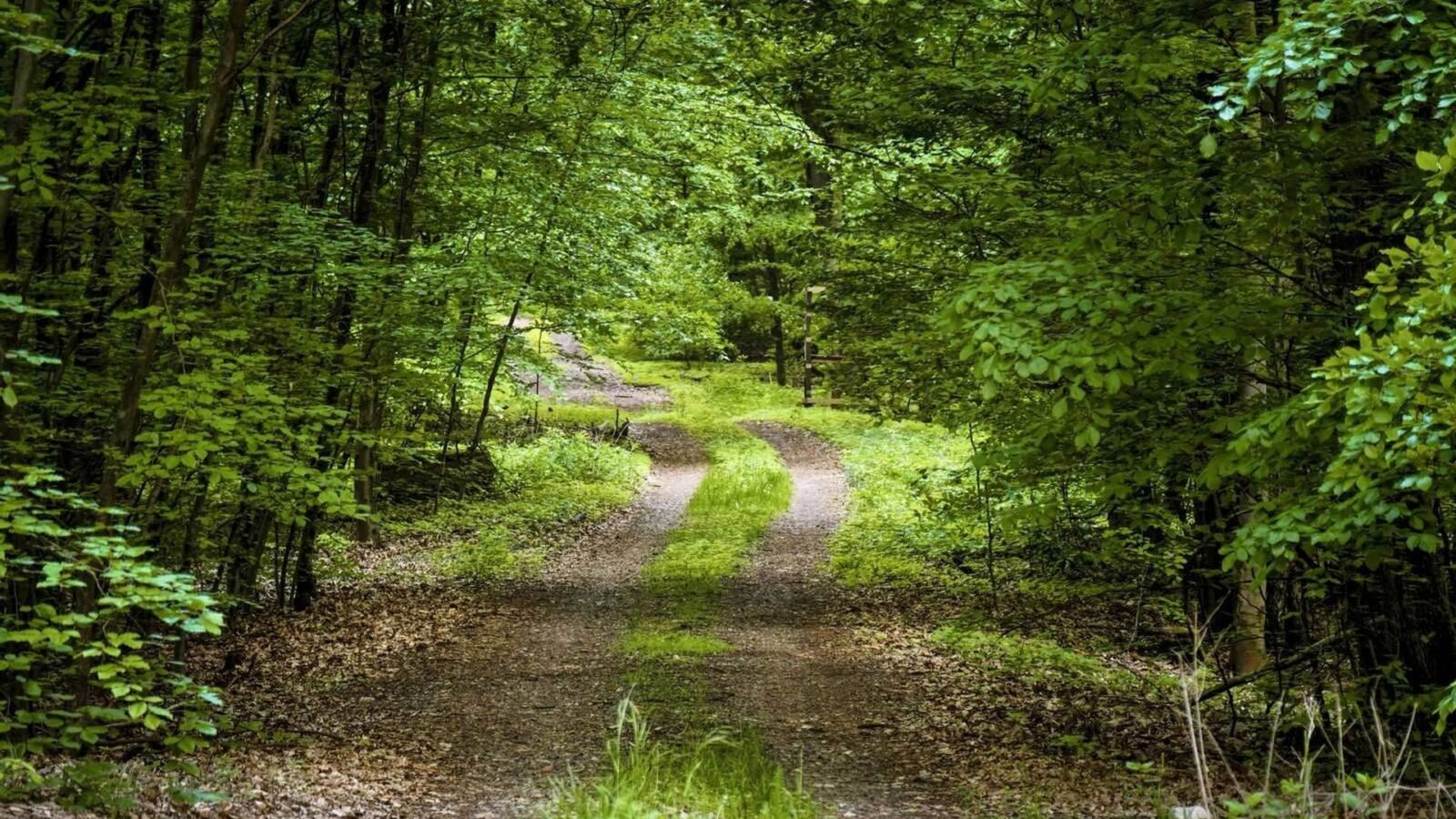 Geschwungener Waldweg im frischen Frühlingsgrün auf dem Oderlandweg bei Bad Freienwalde
