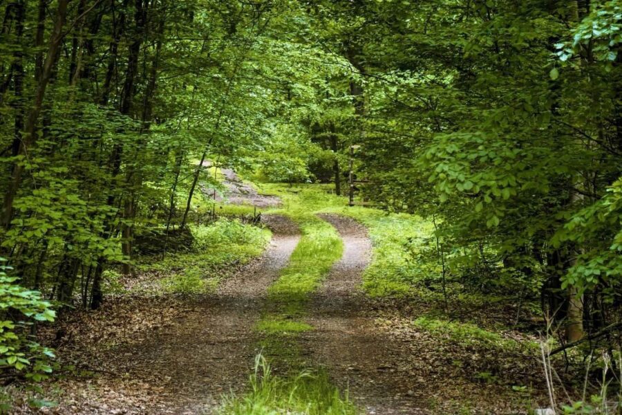 Geschwungener Waldweg im frischen Frühlingsgrün auf dem Oderlandweg bei Bad Freienwalde